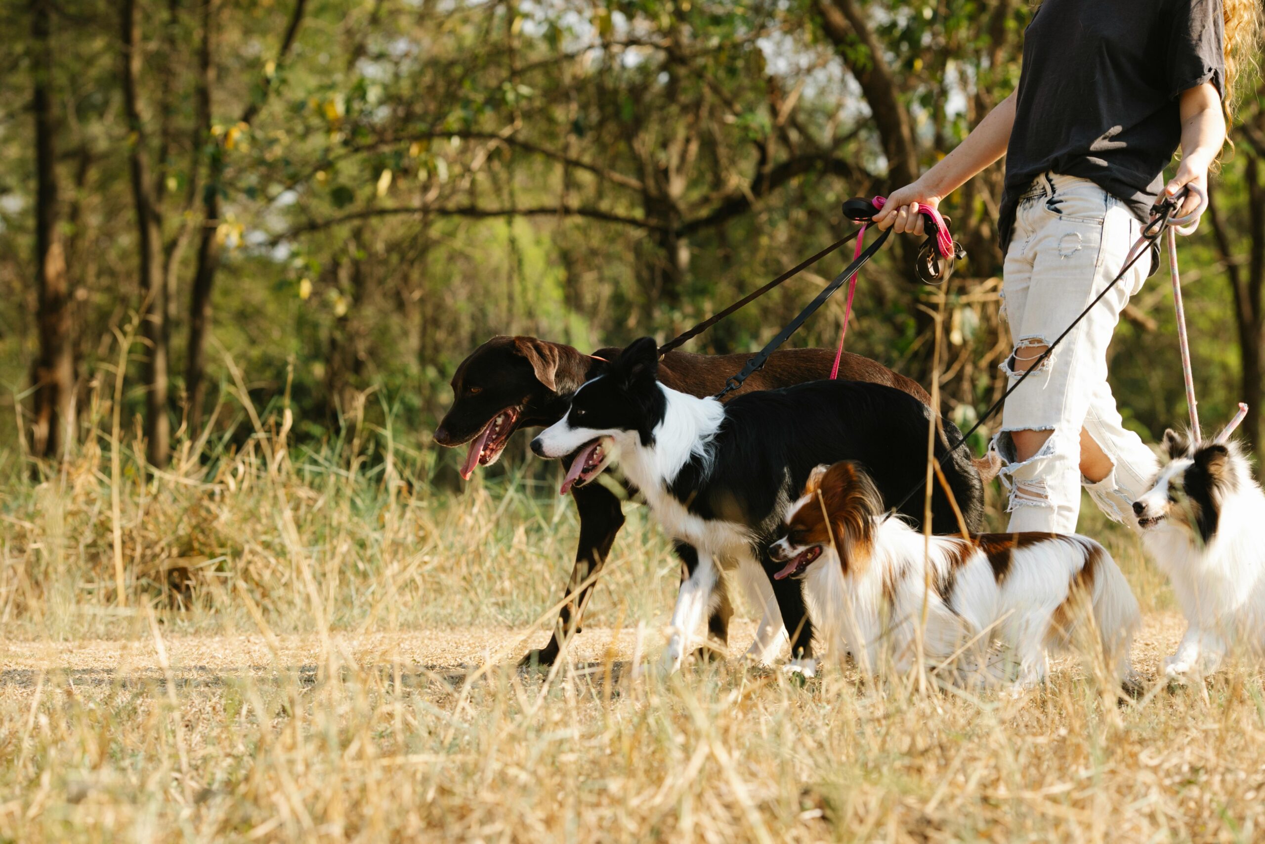 A person walking three dogs on leashes along a path with grassy surroundings.